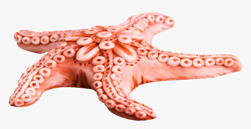 Starfish Png - Морские Звезды На Прозрачном Фоне, Transparent Png