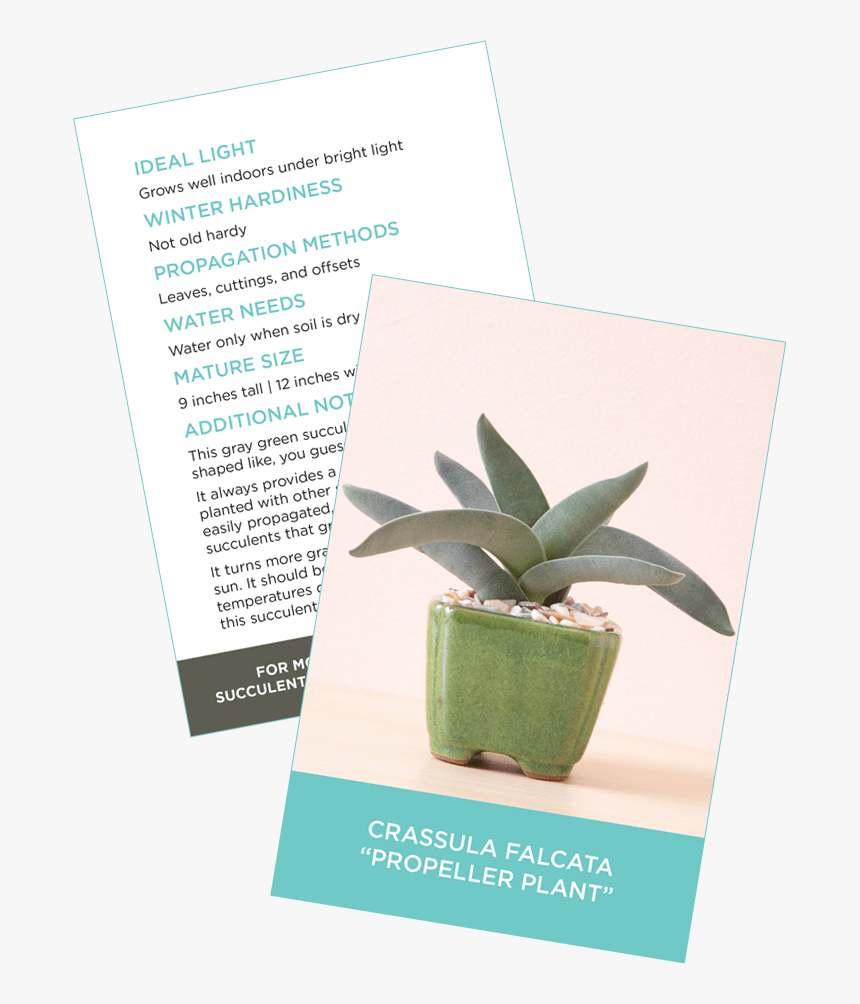 Succulent Identification Cards Sample Crassula Falcata - Nursery Succulent Care Card, HD Png Download