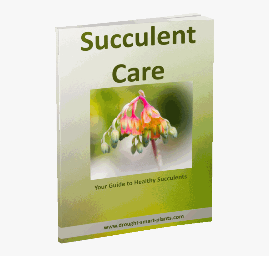 Succulent Care E-book - Present Continuous, HD Png Download
