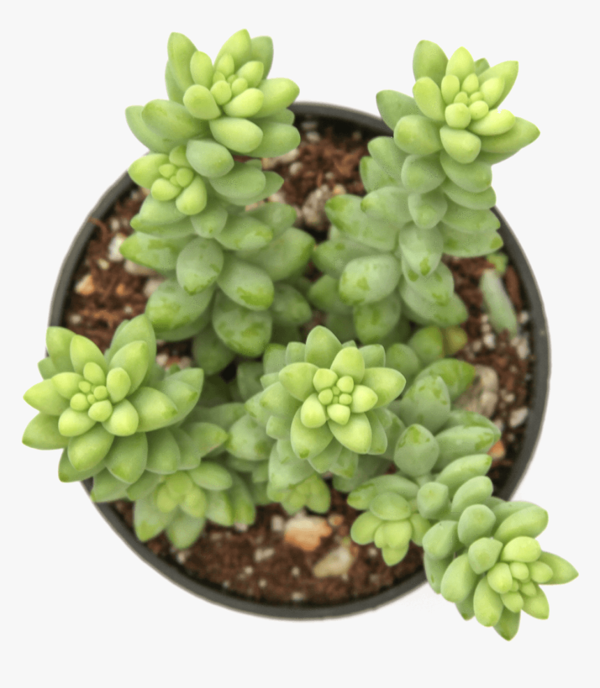 Dog Safe Succulents - Burro's-tail, HD Png Download