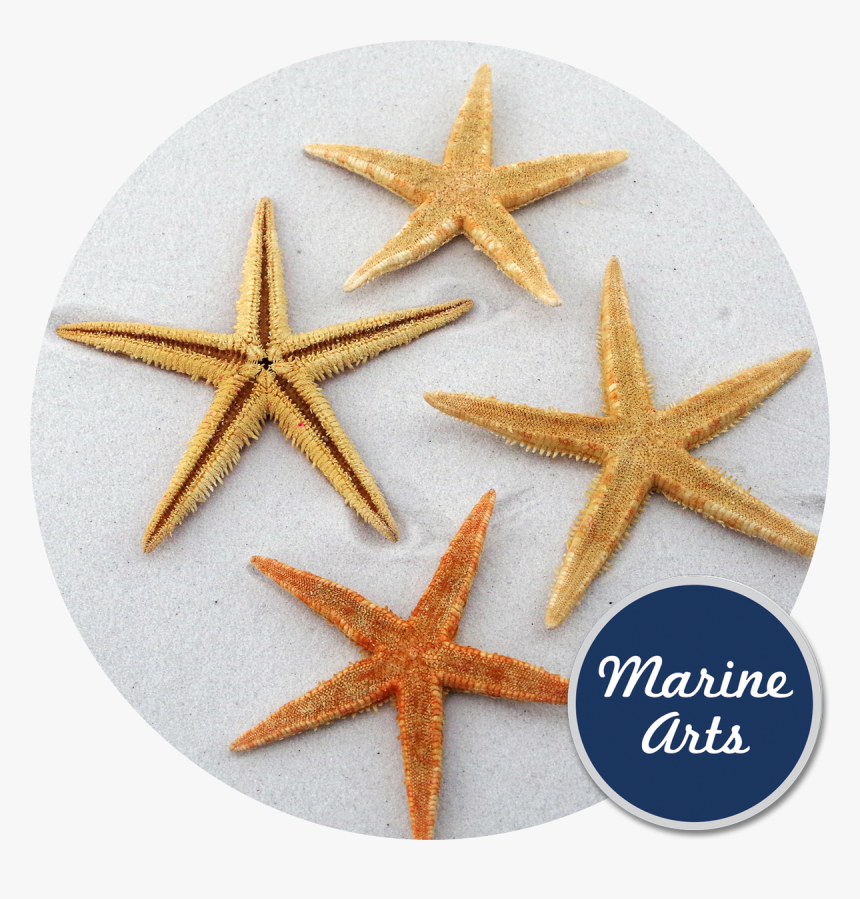 Starfish, HD Png Download