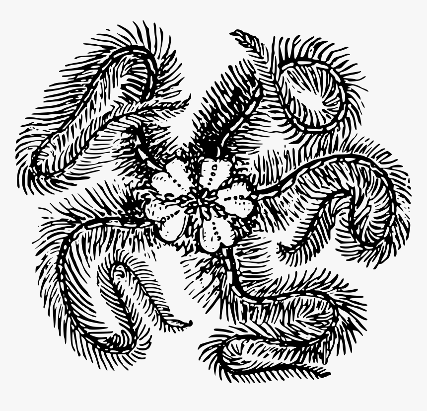Feather Starfish Clip Arts - Draw Feather Starfish, HD Png Download