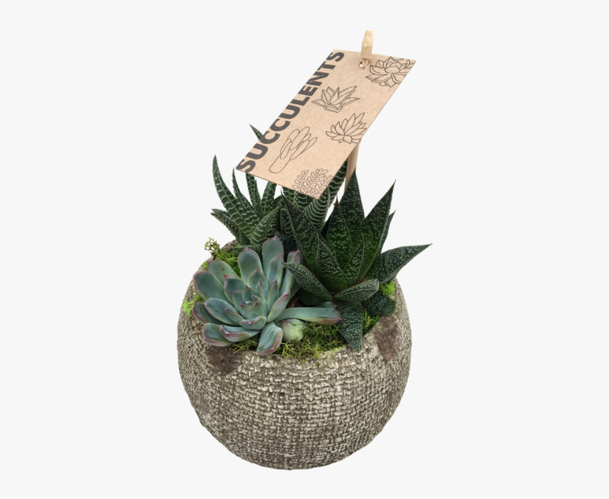 Small Succulent - Agave, HD Png Download
