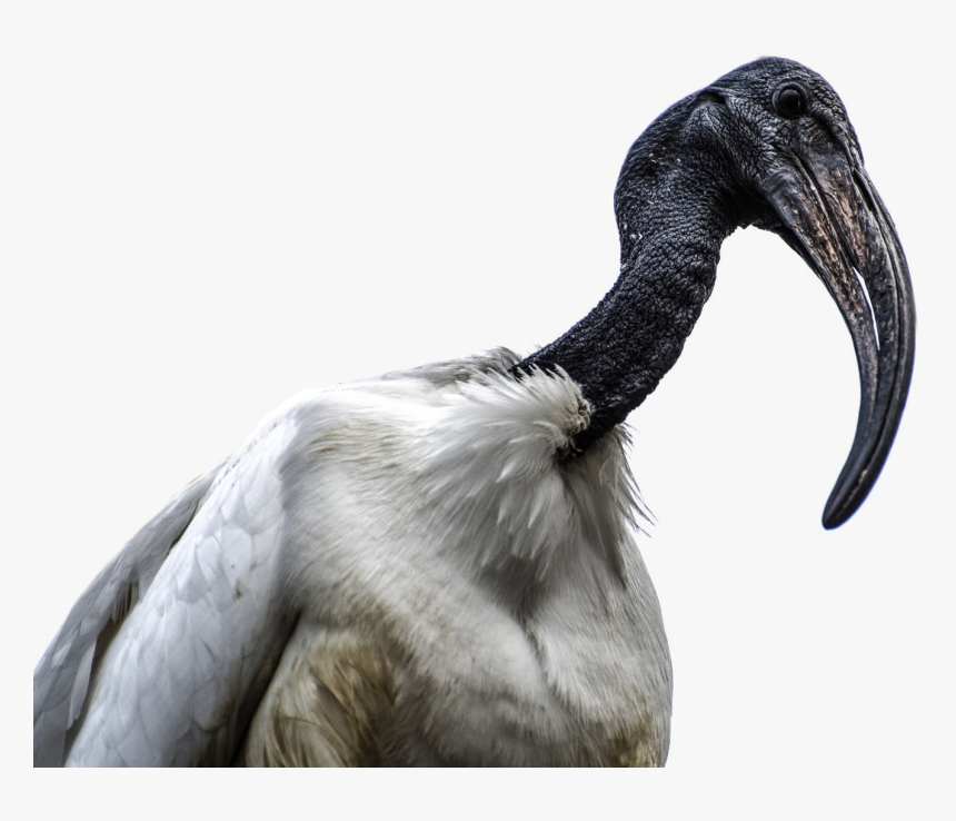 African Bird Png, Transparent Png