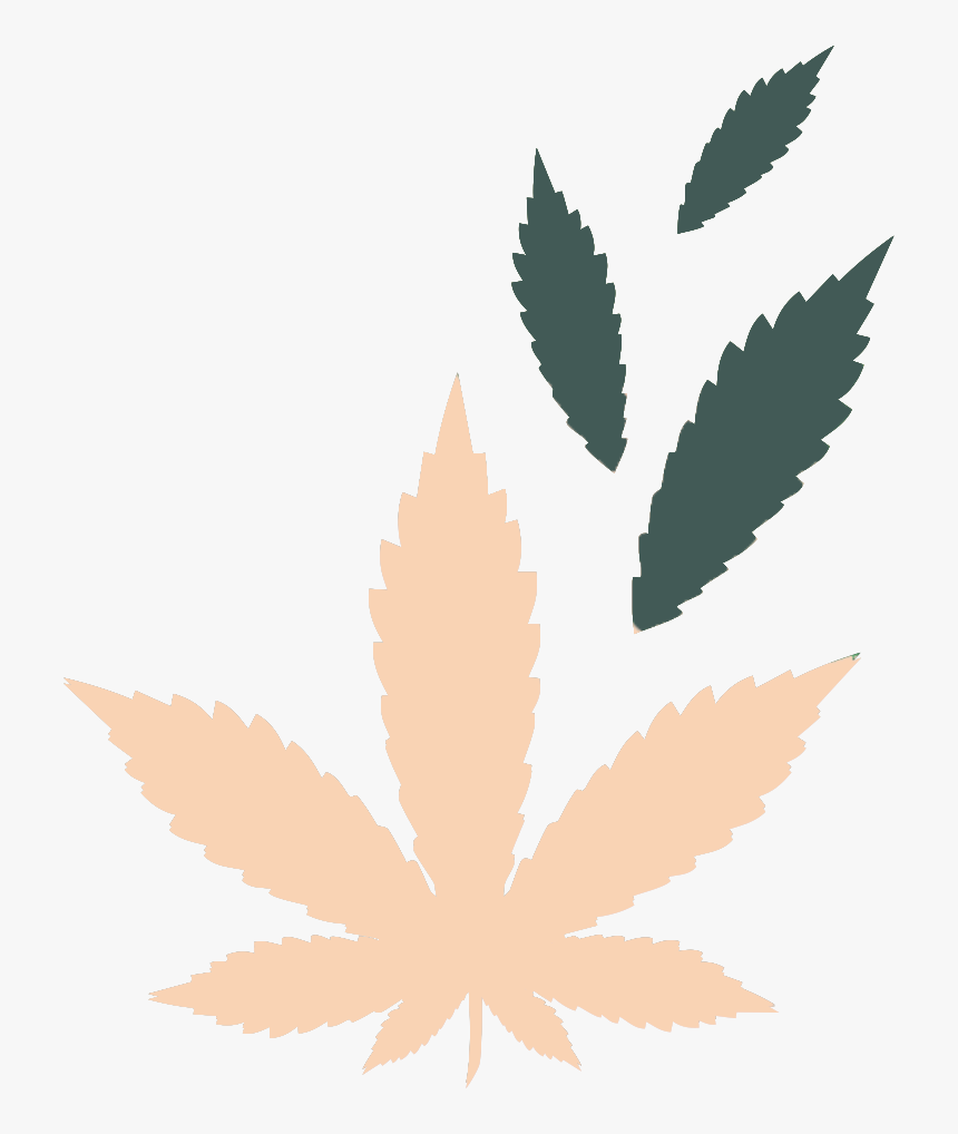 Cbd Vs Thc, HD Png Download