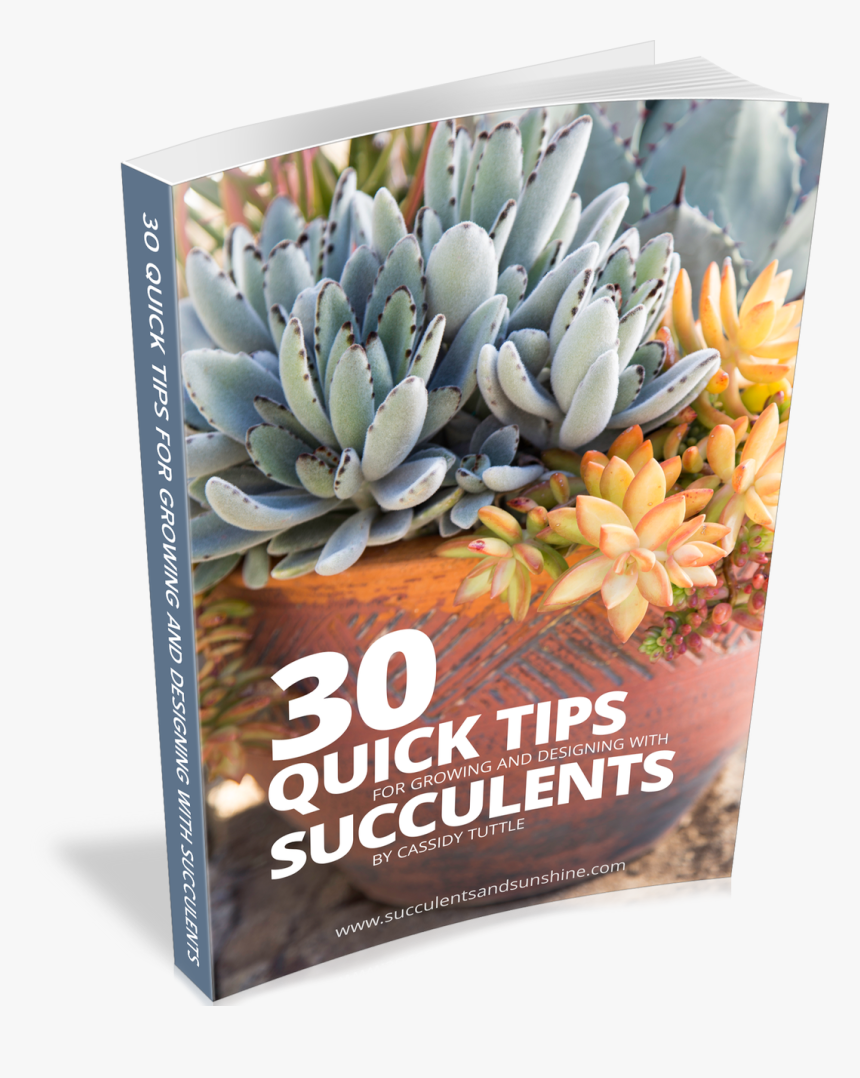 30 Quick Succulent Tips - Agave, HD Png Download