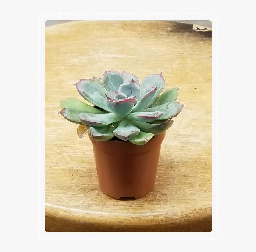 Flowerpot, HD Png Download