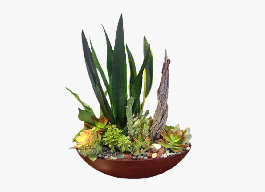 Houseplant, HD Png Download