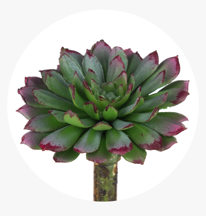 Houseplant, HD Png Download