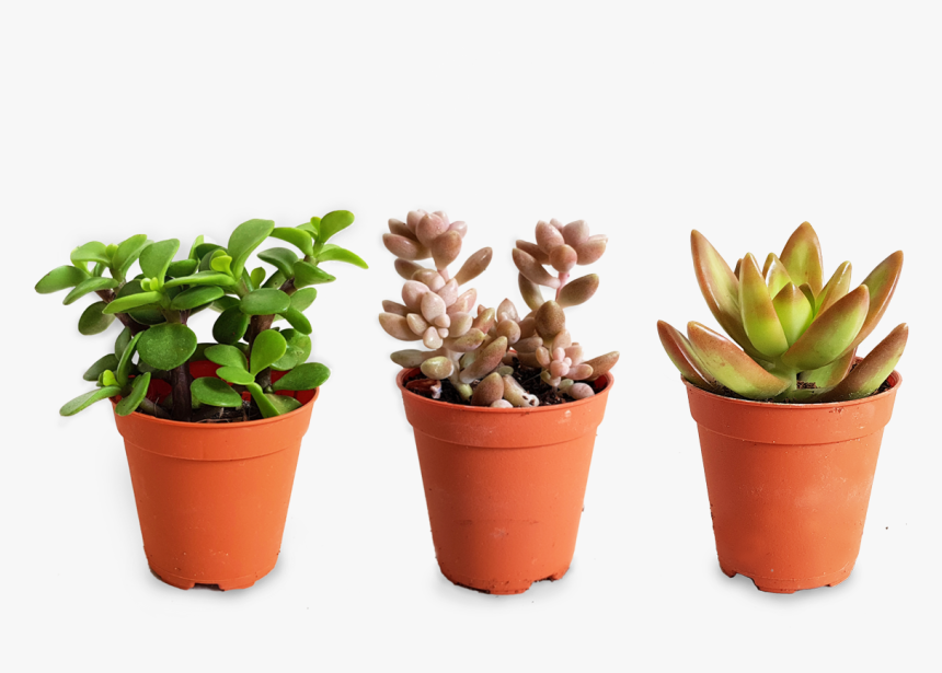 Flowerpot, HD Png Download