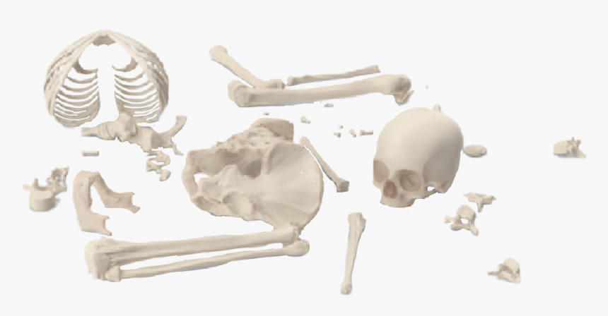 #skeleton #bones #brokenskeleton #graphicdesign #png - Anthropologist, Transparent Png