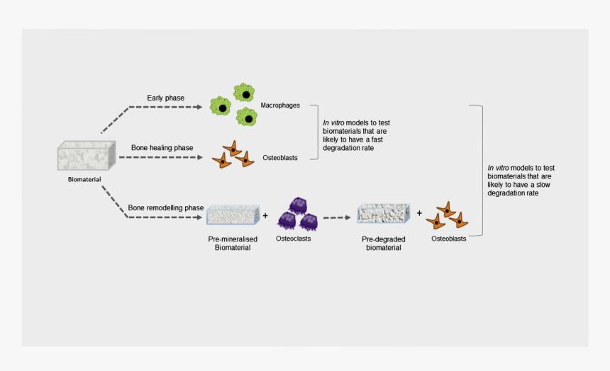 Diagram, HD Png Download