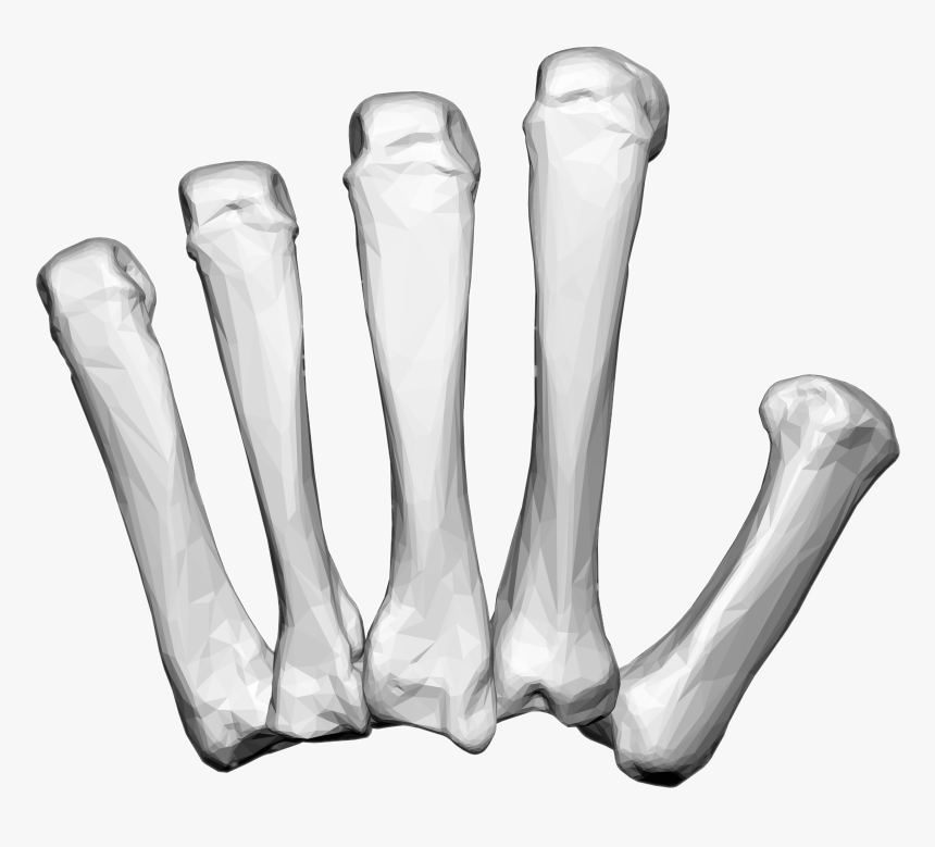 Left Hand Carpal Bones - Hand Bones Png, Transparent Png