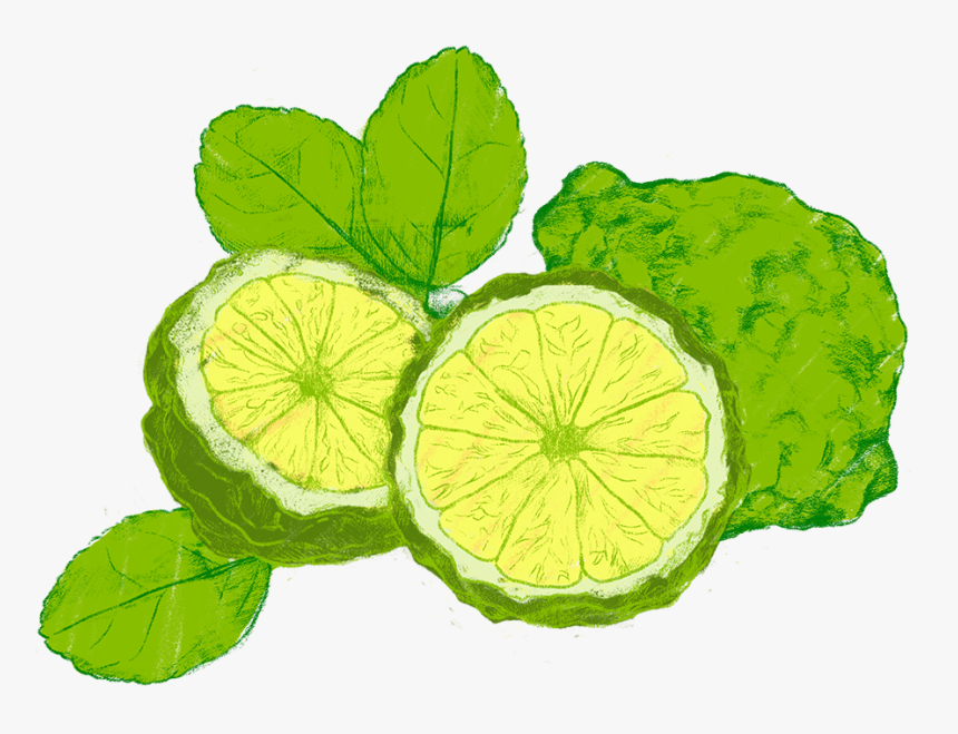 Transparent Cartoon Lemon Png - Persian Lime, Png Download