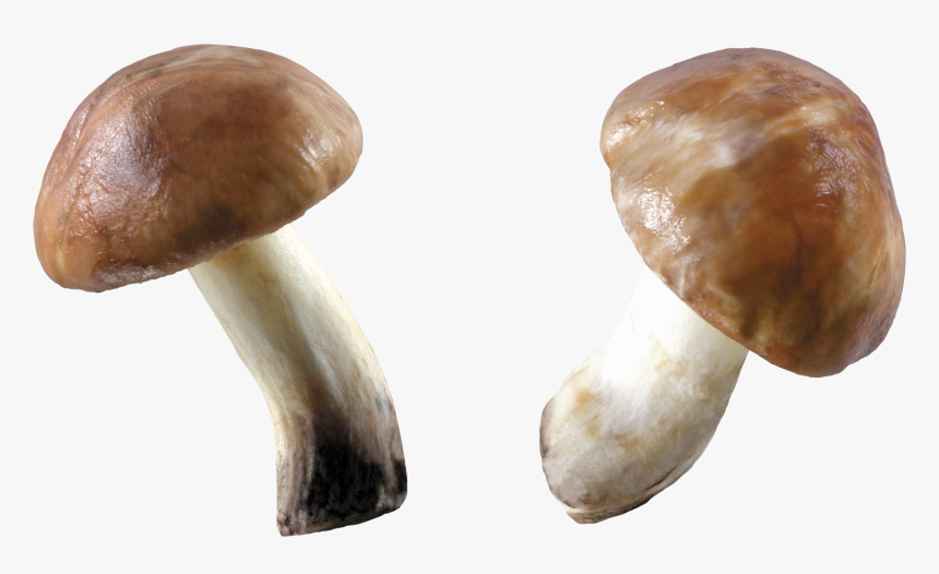 Mushroom Png Image - Mushroom Png, Transparent Png