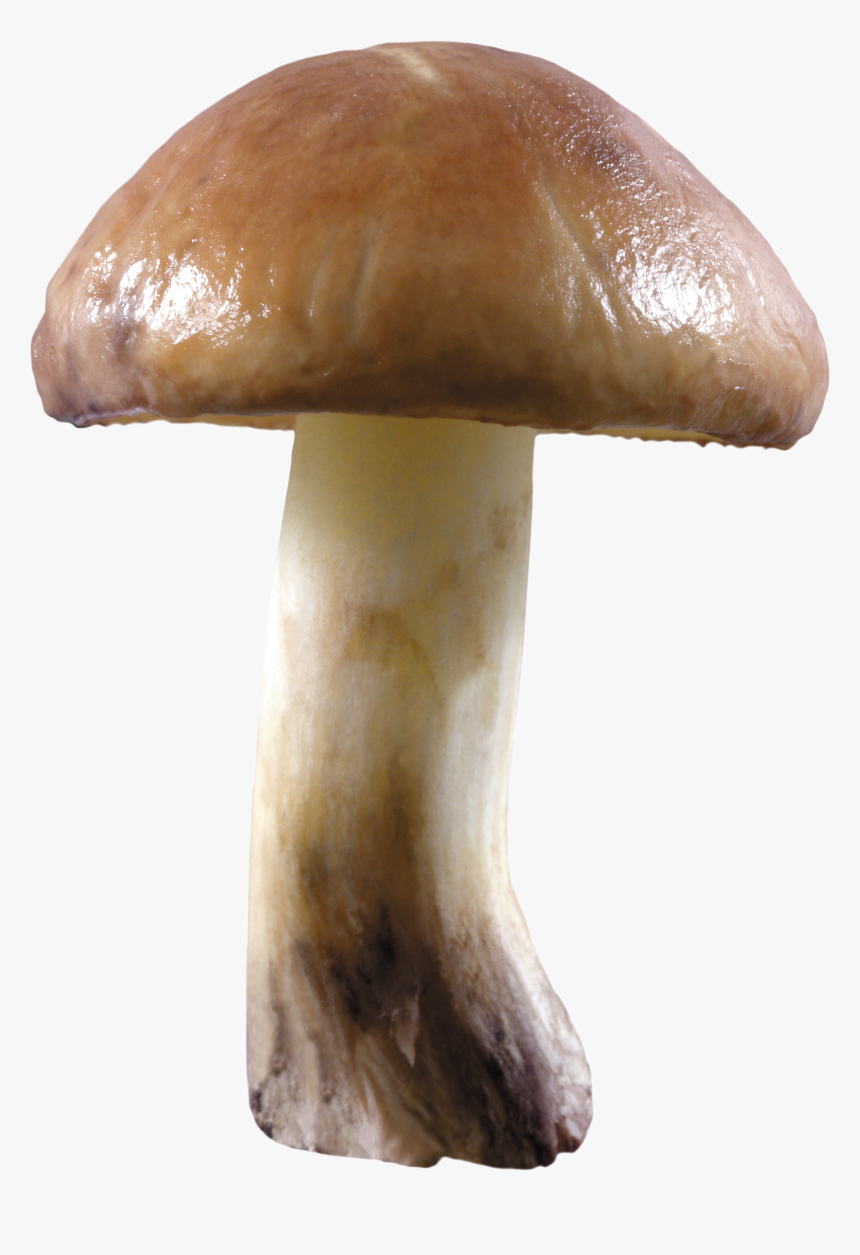 Mushroom Png Image - Transparent Mushroom Clear Background, Png Download