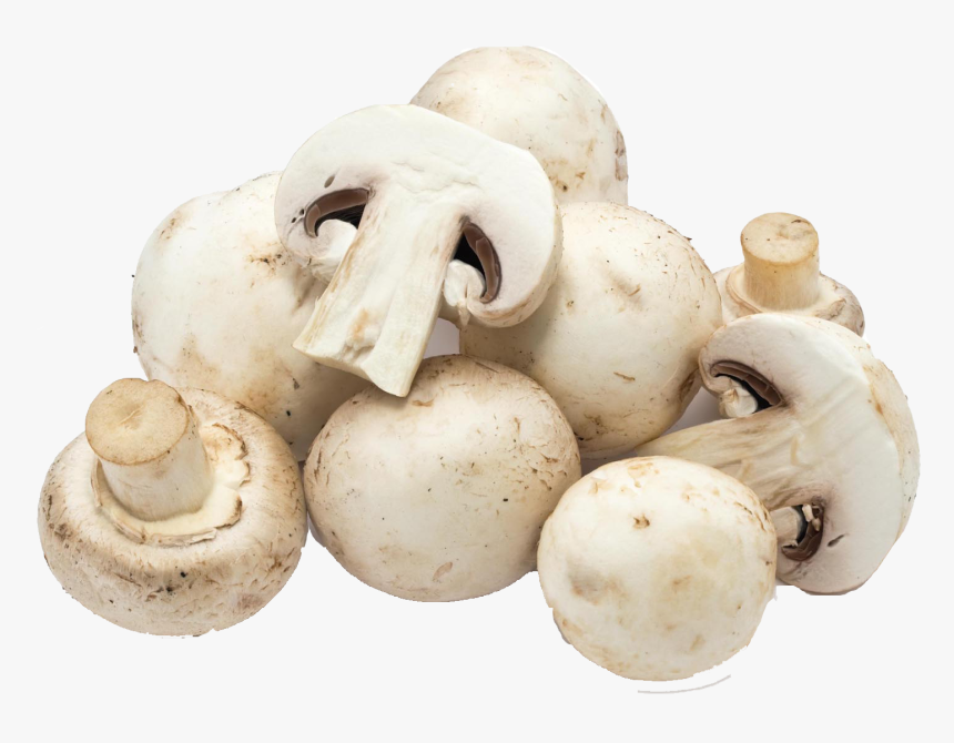 Mushroom Png Free Download - White Mushroom, Transparent Png