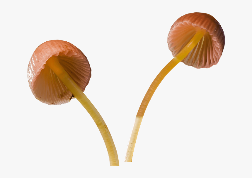 Mushroom Png - Transparent Background Mushroom Png, Png Download