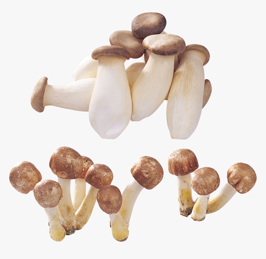 Mushrooms Png, Transparent Png