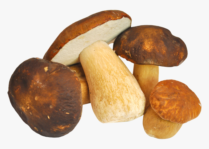 Mushroom Png, Transparent Png