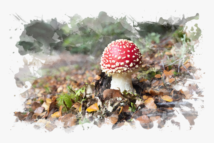 Button Mushroom Png , Png Download - Agaric, Transparent Png