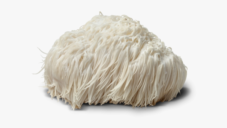 Lion Mane Png - Powdered Lion's Mane Mushroom, Transparent Png