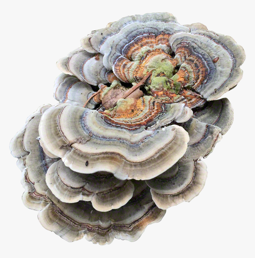 Turkey Tail Plug Spawn - Turkey Tail Mushroom Png, Transparent Png