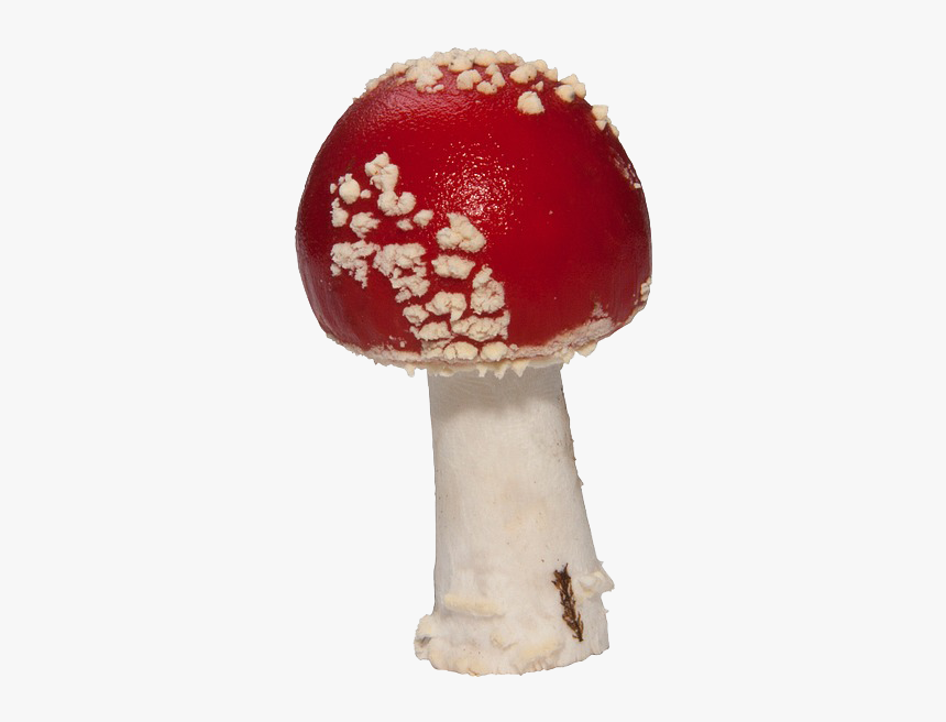 Amanita Muscaria Png Pic - 귀두 포피염, Transparent Png