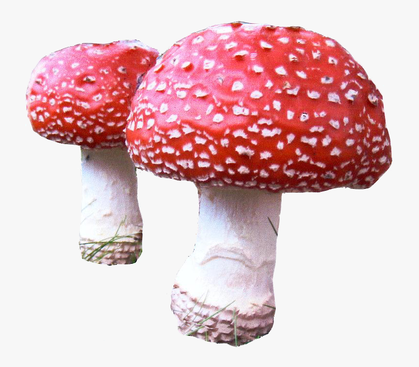 Mushroom Png Download - Agaric, Transparent Png