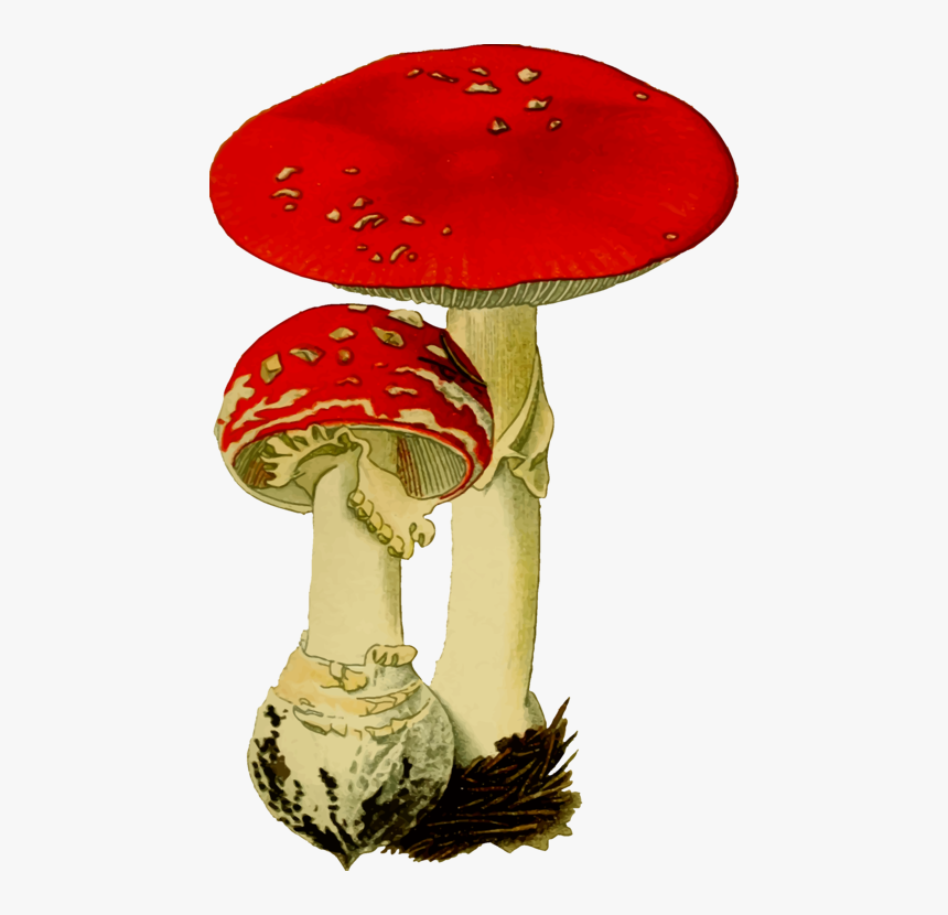 Table,hat,mushroom - Fungus Transparent, HD Png Download