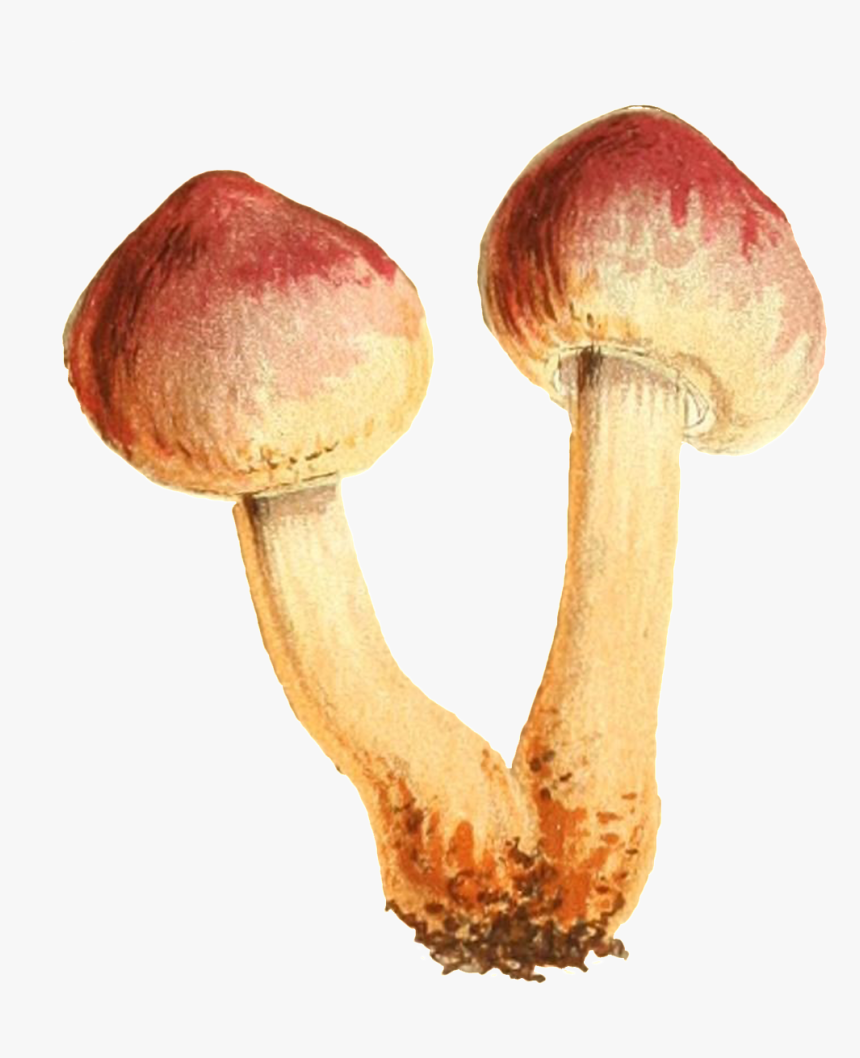 This Graphics Is Two Small Mushrooms Connected To The - Shiitake, HD Png Download
