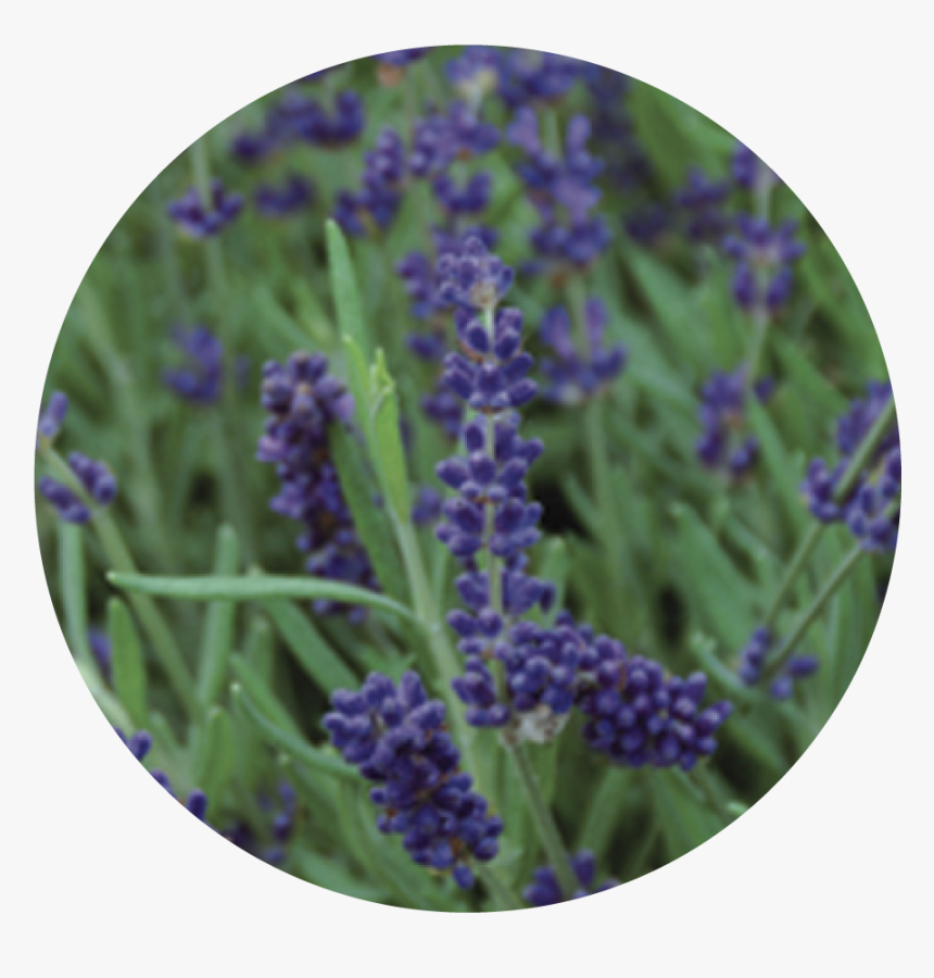 Lavanda Varieta, HD Png Download