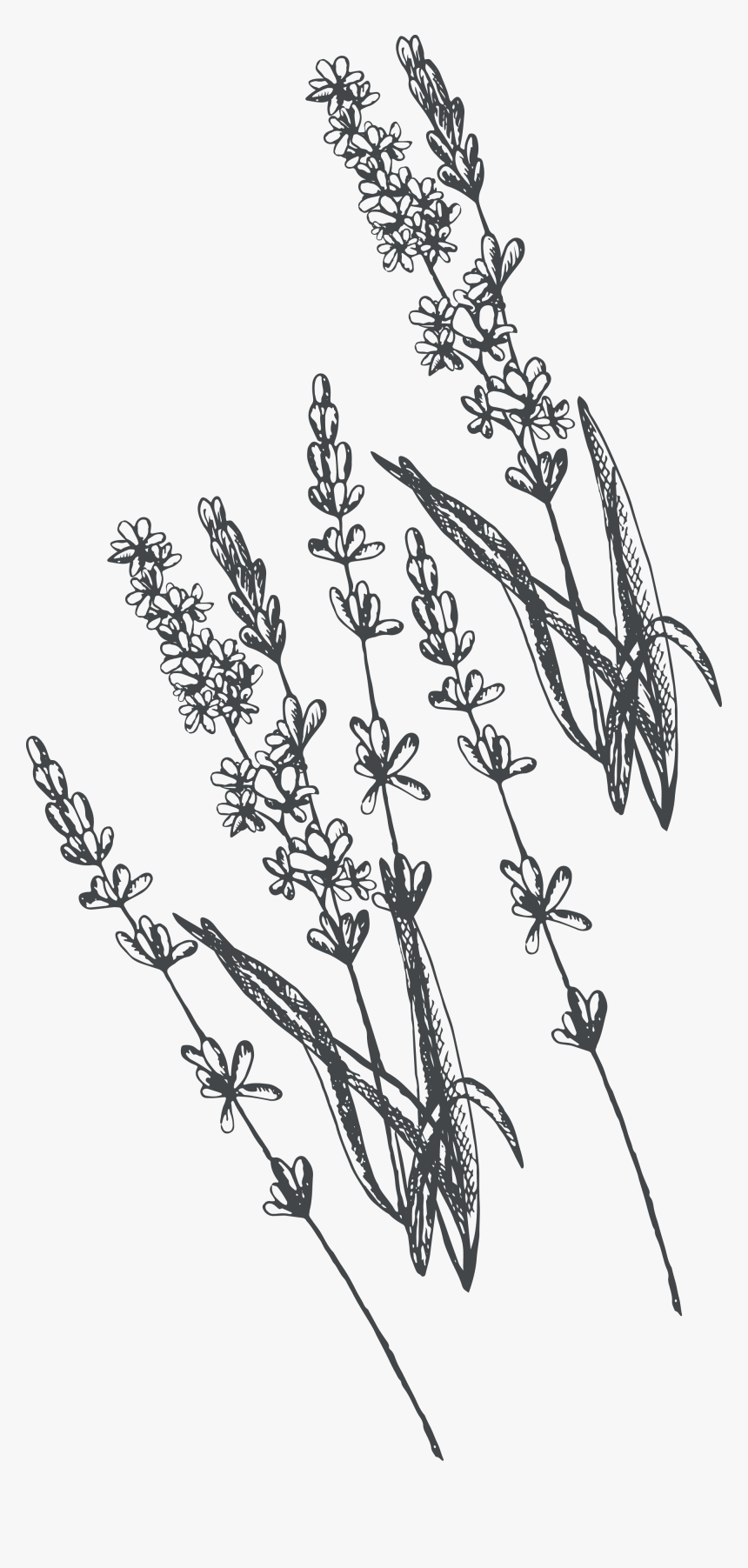 Corn Flower Drawing Png, Transparent Png