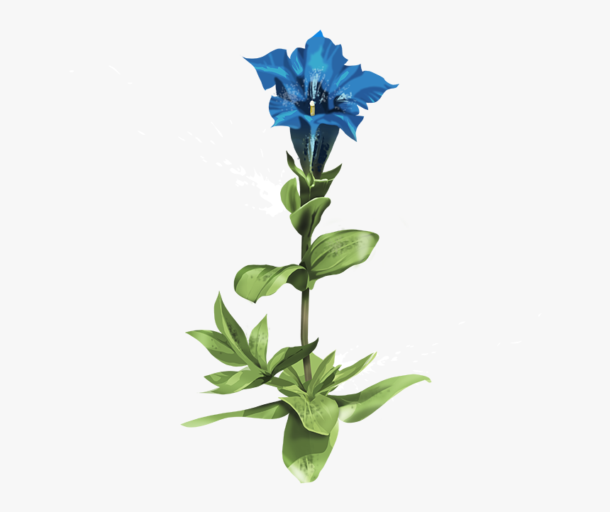 Gentian - Flower And Roots Transparent, HD Png Download