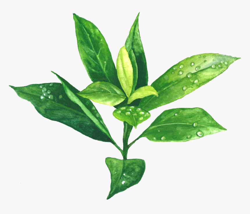 Green Tea - Transparent Background Green Tea Png, Png Download