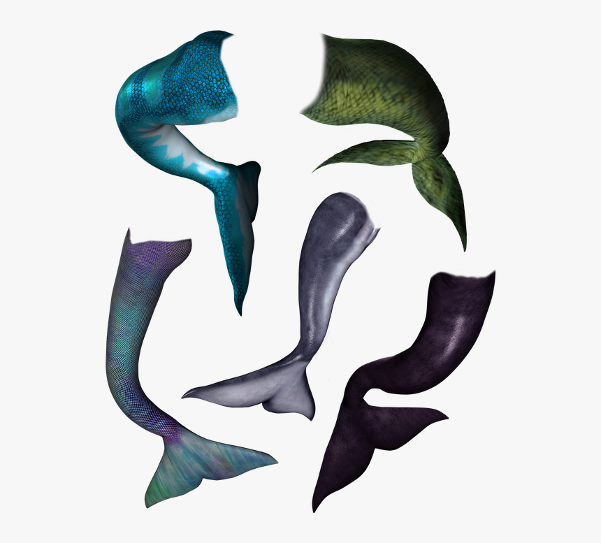 Mermaid, Tail, Dolphin, Orca, Whale Fish, Scaly, Merman - Dolphin Mermaid Tail, HD Png Download