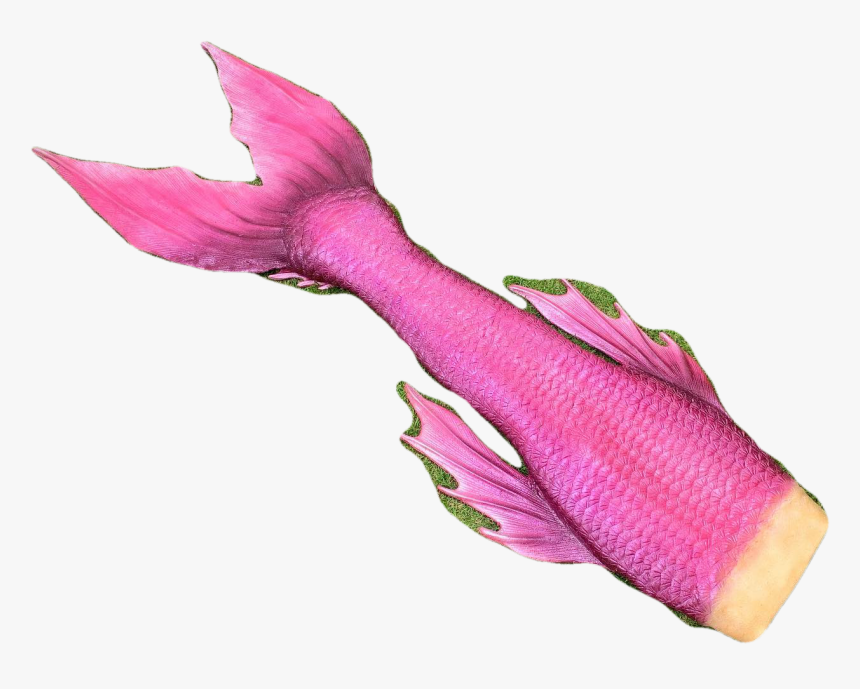 Goldfish, HD Png Download