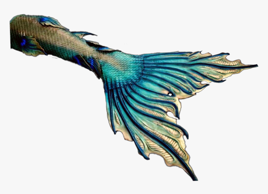 #mermaid #mermaids #tail #fin #fantasy #tails #fins - Blue-footed Booby, HD Png Download