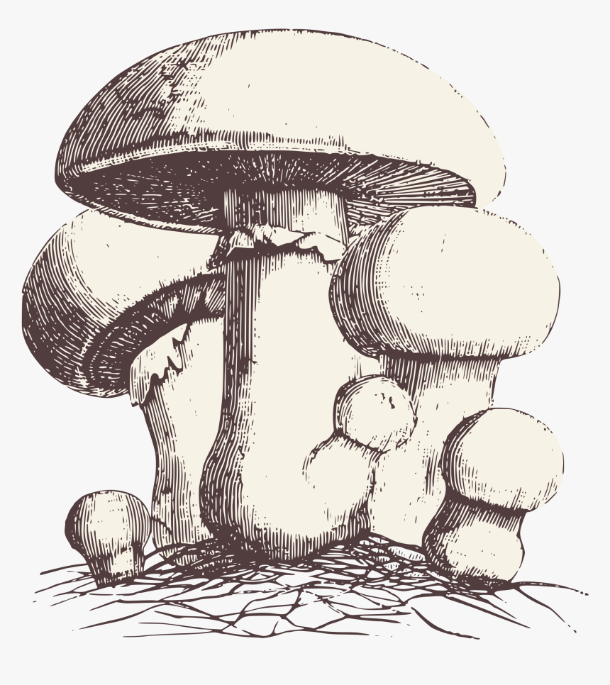 Transparent Fungi Clipart - Alice In Wonderland French Art, HD Png Download