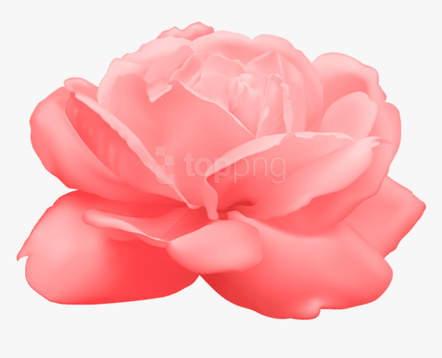 Free Png Download Rose Png Images Background Png Images - Japanese Camellia, Transparent Png