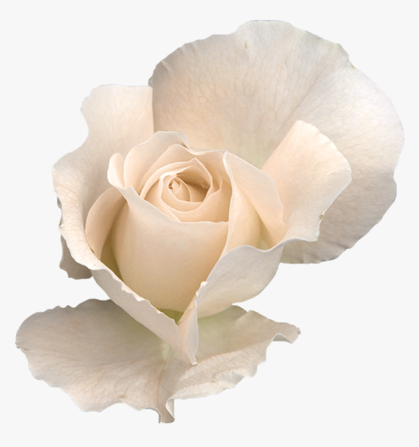 White Rose Png - White Roses Transparent Background, Png Download