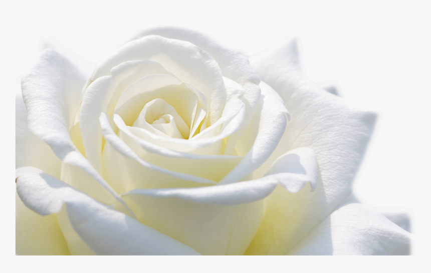 5 Png - Rose Flower Wallpaper Flower Image Download, Transparent Png ...