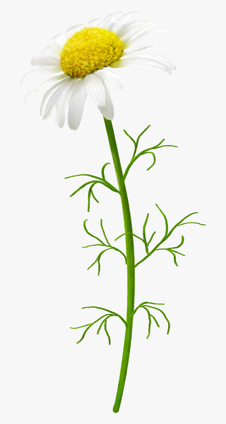 , Margaritas, Png V - Flower, Transparent Png