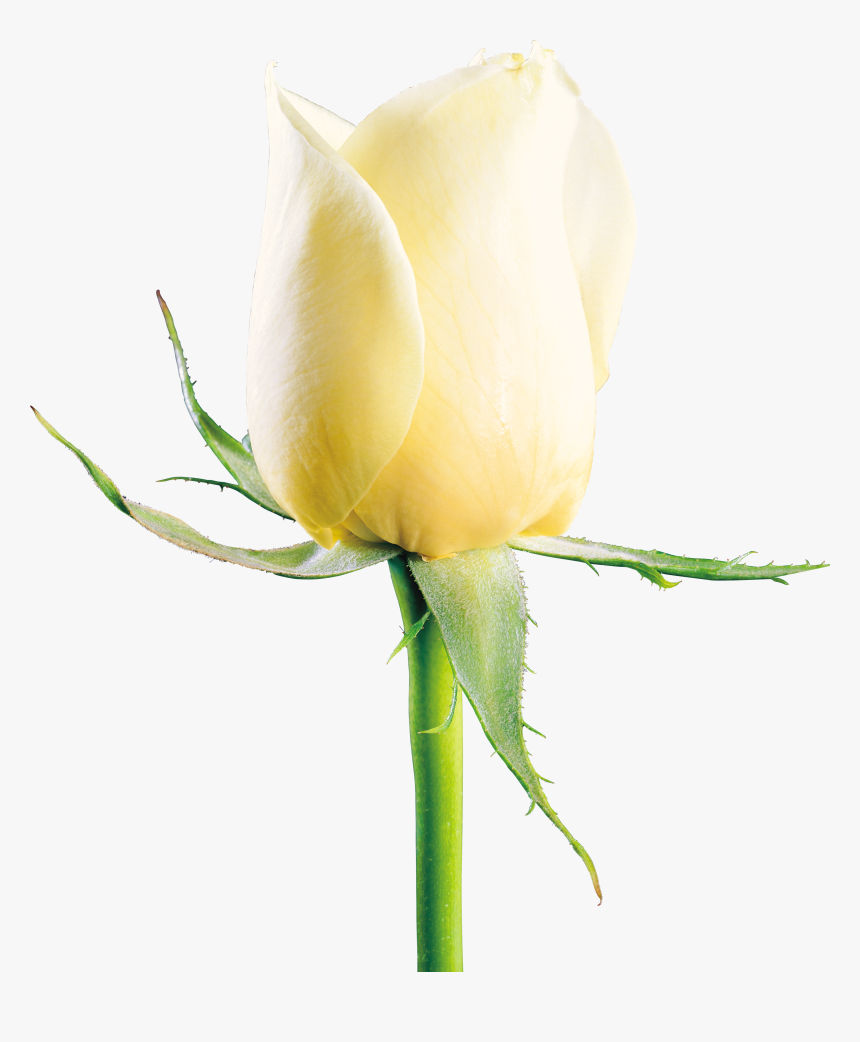 White Rose Png Image, Flower White Rose Png Picture - White Rose Image Download, Transparent Png