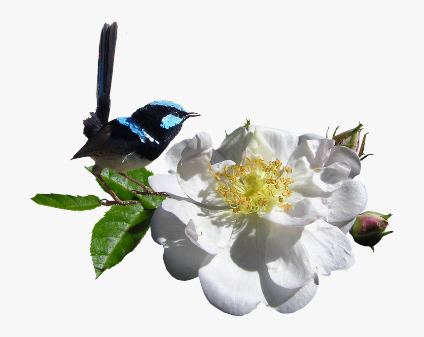 White Rose Png 23, Buy Clip Art - Wren And Rose, Transparent Png