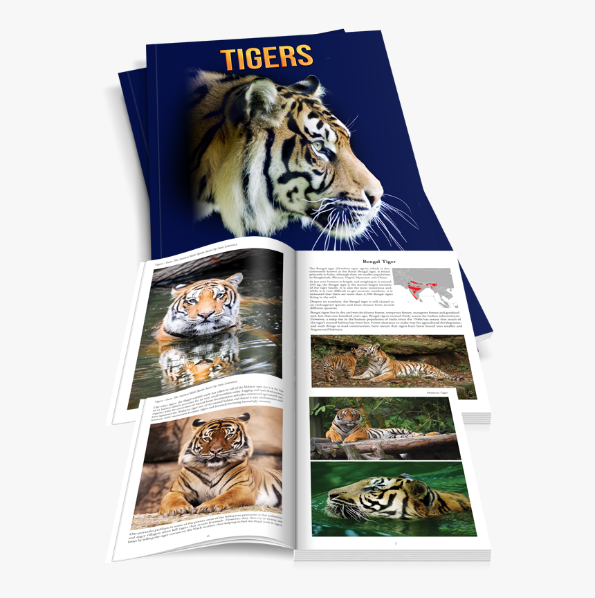 Transparent Tiger Scratch Png - Siberian Tiger, Png Download