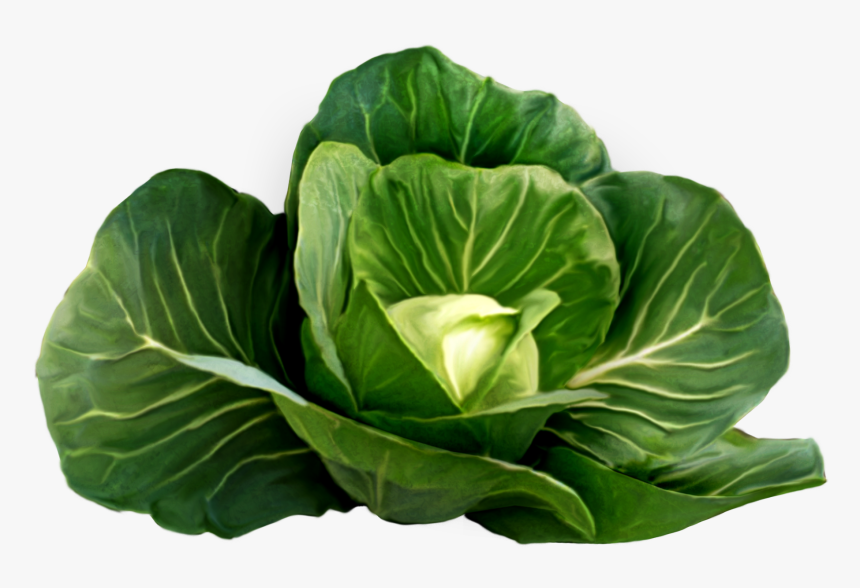 Green Vegetables Png - Cabbage Plant Png, Transparent Png