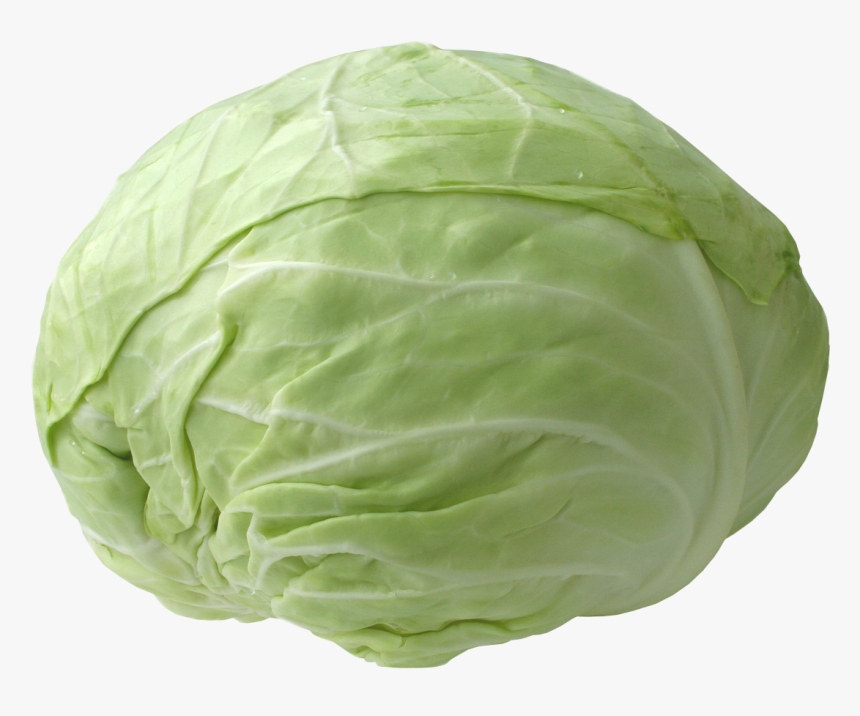 Transparent Cabbage Png, Png Download