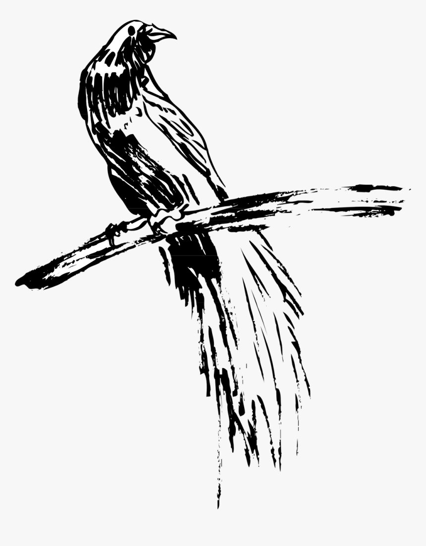 Sketch, HD Png Download