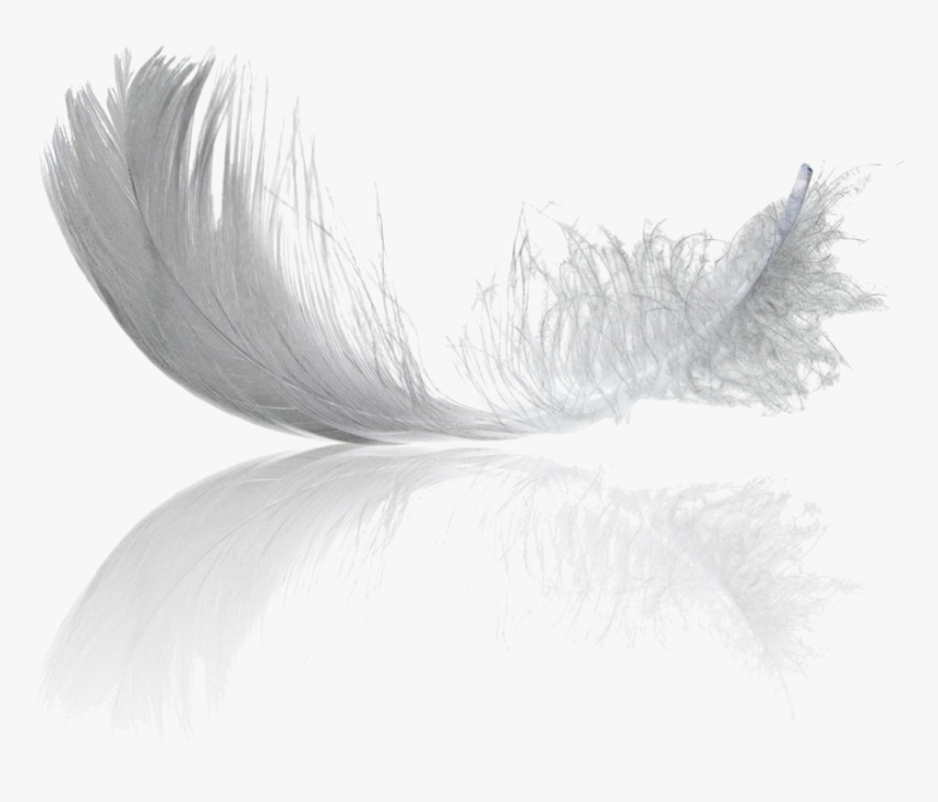 Transparent Black Feathers Png - Monochrome, Png Download
